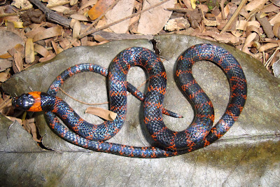 nauyaca snake