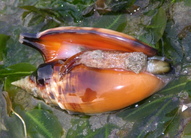 snailchg280409p01.JPG