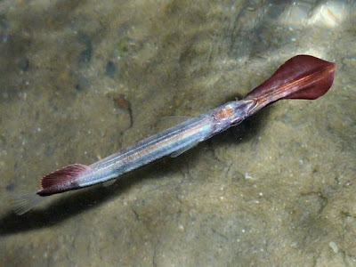 different types of fishes types of fishes in ocean. different types of fishes