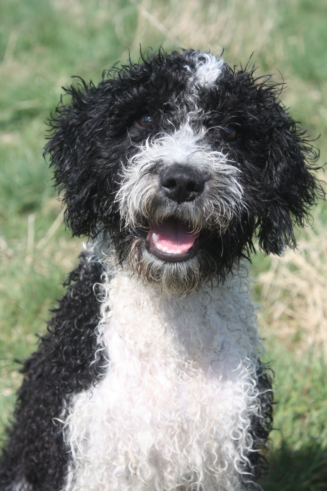 Briarlow Spanish Water Dogs Poppy at Five Months