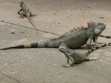 The Iguanas of Roatan