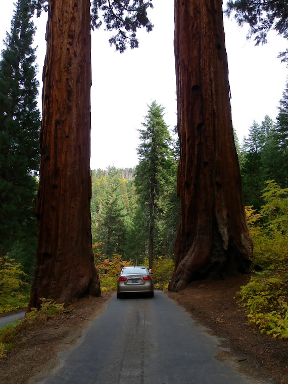 La voiture entre 2 sequoias - Sequoia National Park - Californie