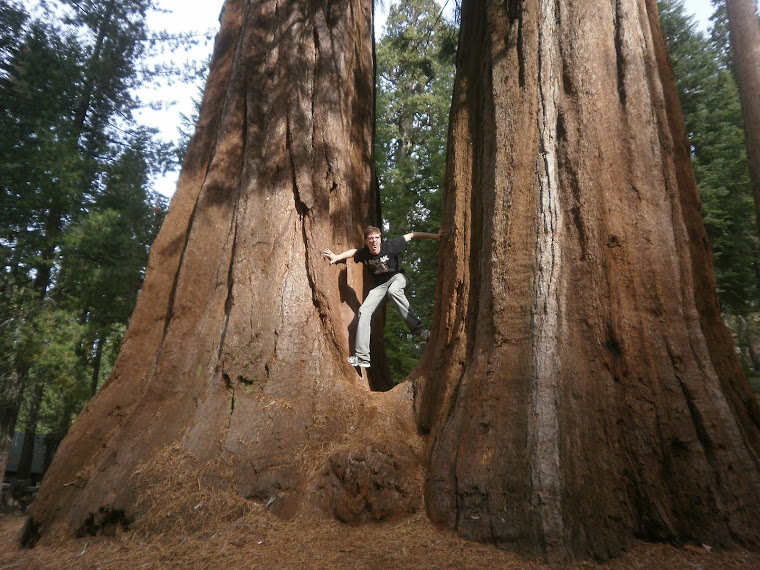 Sequoia Park - Californie