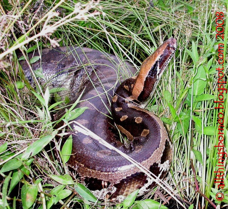 [Python_breitensteini0006b.JPG]