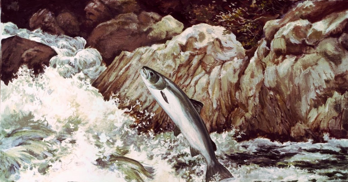 Fotos de Peces Acuarios. Fotos de Peces: imagenes: Salmon