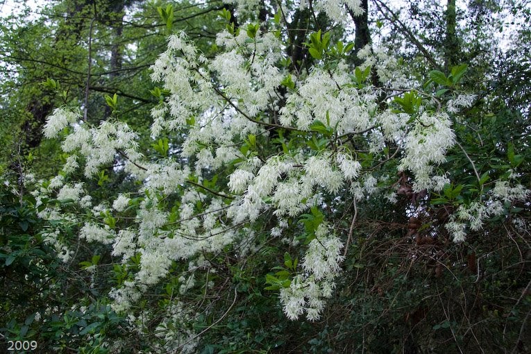 The Woodlands Texas Trees Many white Blooms, many species