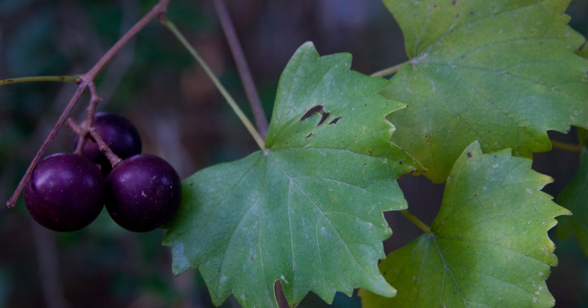 East Texas Piney Woods Native Grape Vines in The Woodlands, Texas