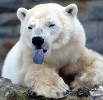 polar-bear-tongue.jpeg