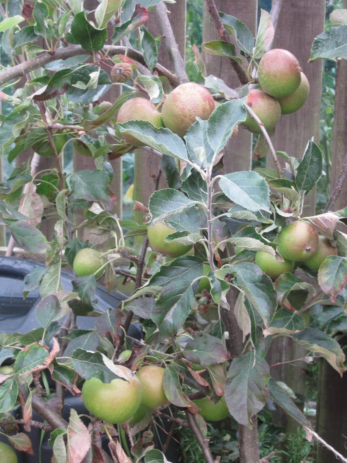 The Gallery An Apple Tree Mum In The Madhouse