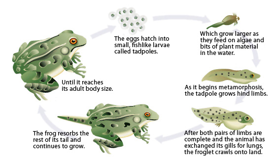 Froglet Definition For Kids Froglet Definition For Kids