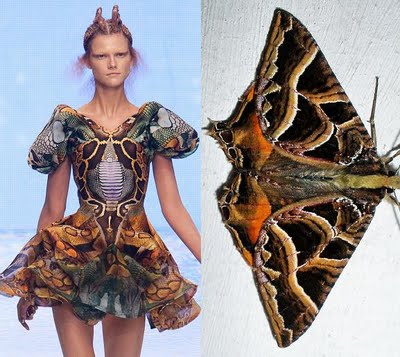 Alexander McQueen inspirational moths
