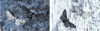 Mariposas evolução, moths