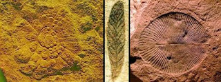 fósseis Mawsonites sp, Charnia, Dickinsonia sp