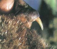 Esporão do ornitorrinco platypus spur esporão ornitorrinco