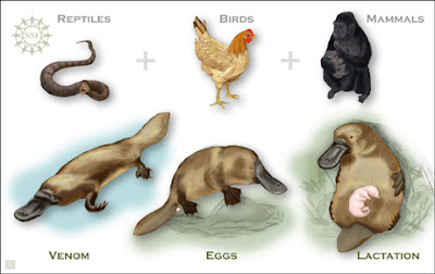 Ornitorrinco partilha características de répties, aves e mamíferos graphic illustrates the traits that the platypus shares with reptiles, birds, and mammals