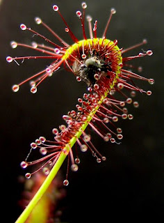 Drosera capensis Drosera capensis