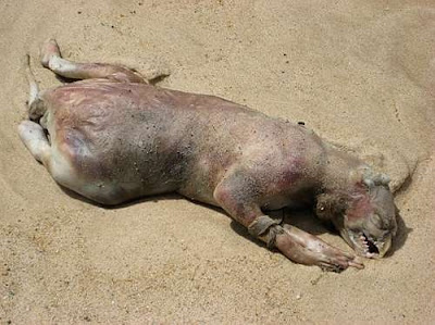 Monstro de Montauk Monstro de Montauk monster