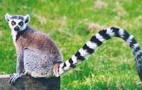 Lemur Lemur