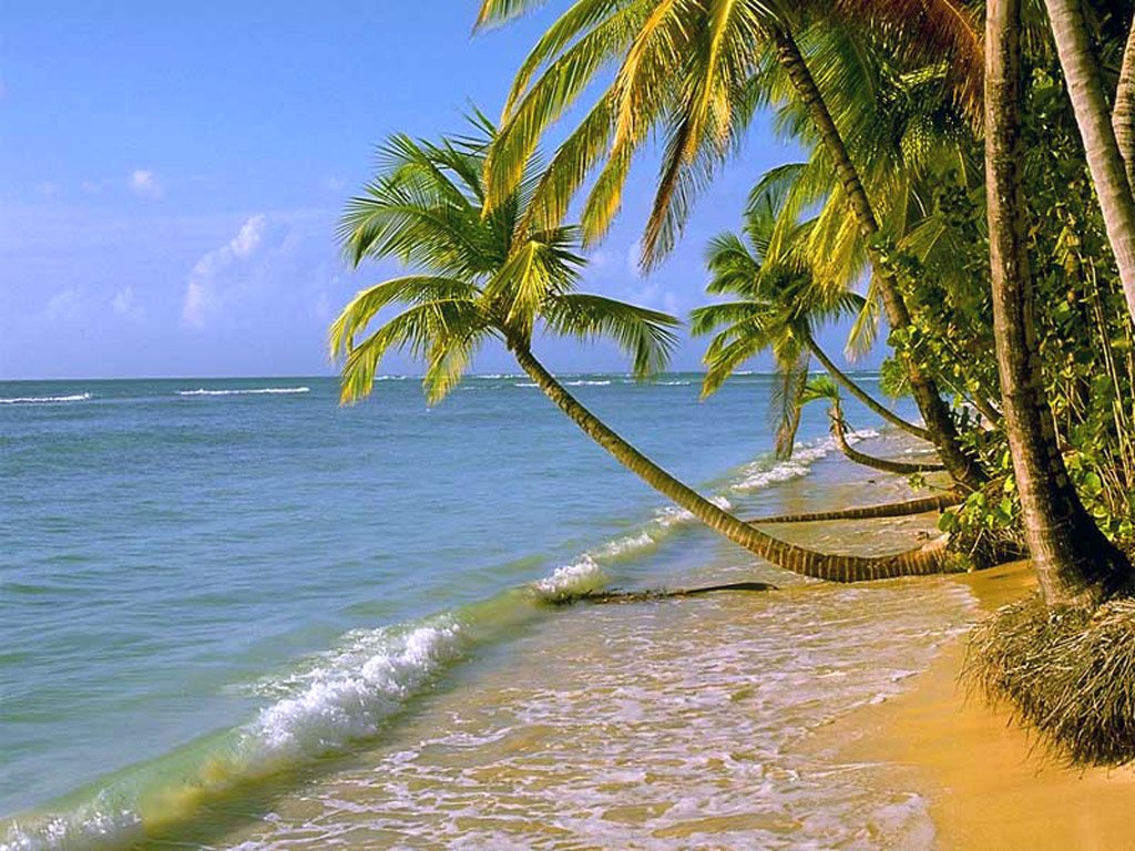 http://4.bp.blogspot.com/_9mvkemNN7Xg/S0k-wEe8NWI/AAAAAAAABAo/ElmnINHWkvE/S1600-R/palm_trees-553.jpg