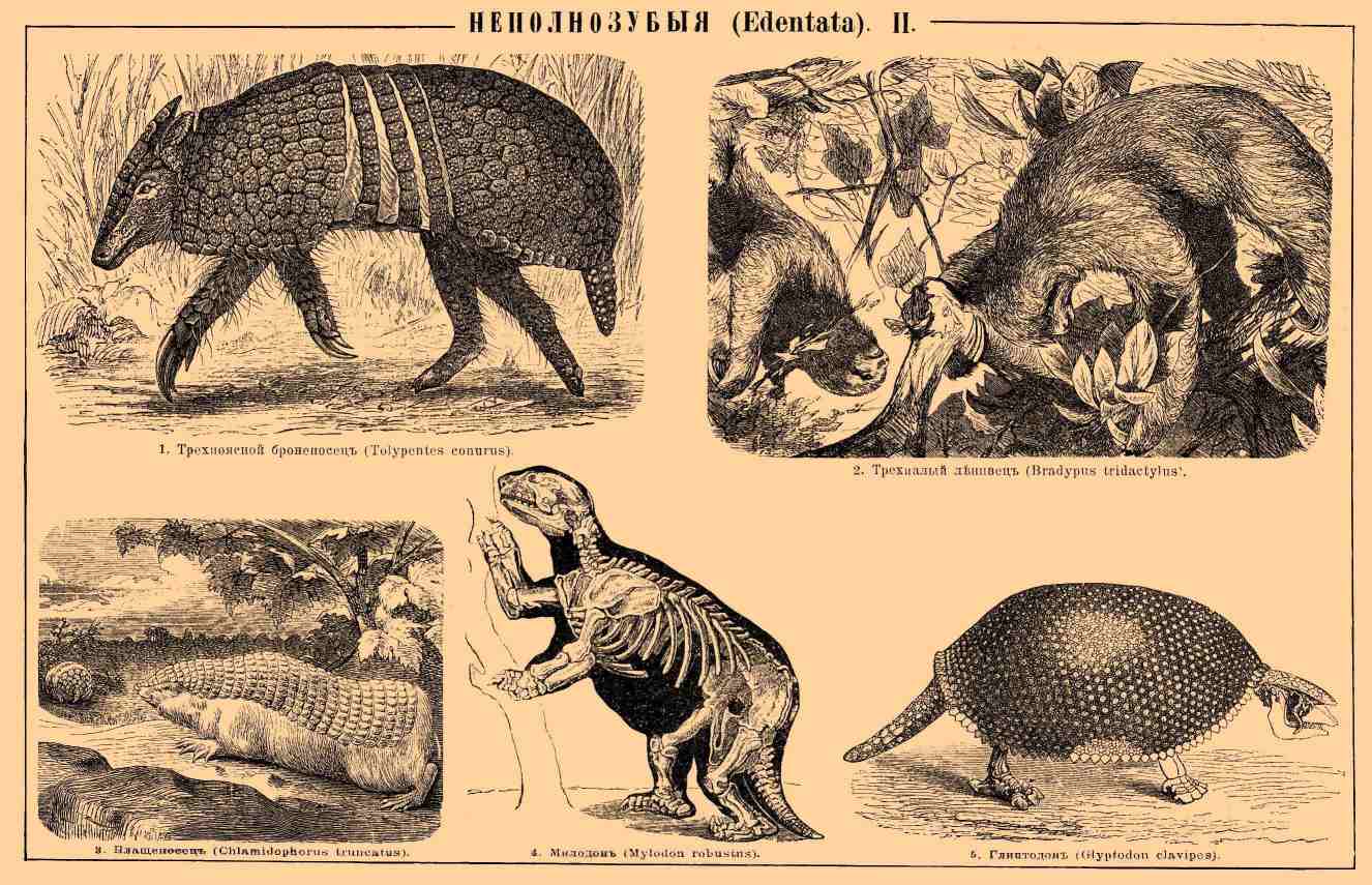 MUSEO DEL GLIPTODONTE: de cómo el glyptodon se transformó en clavipes