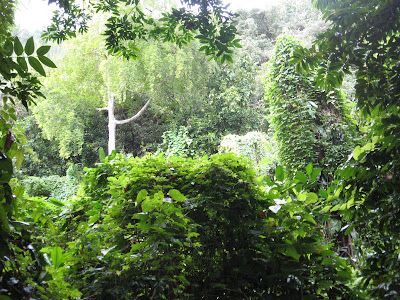 Ulong, Palau Jungle