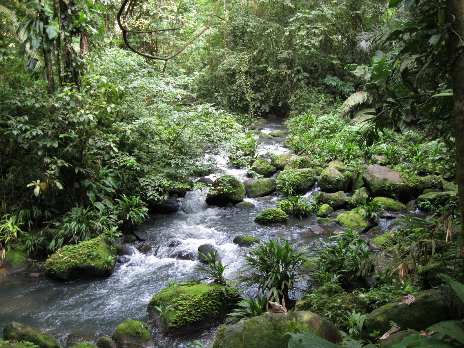 Aztec Rainforest
