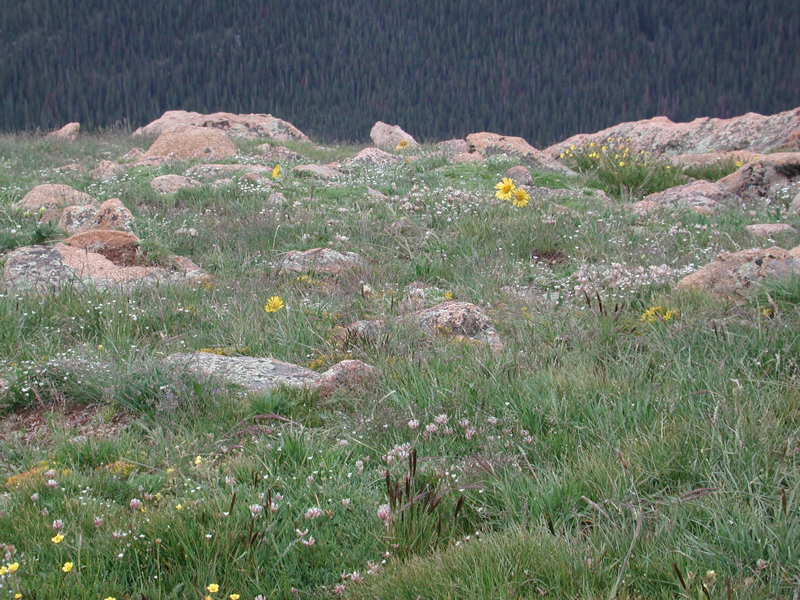 Alpine Tundra