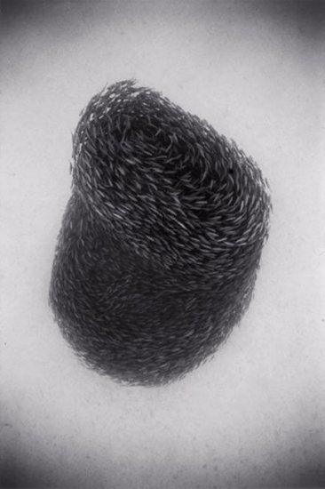 [FISH+SCHOOLS_Column+of+Akule+(SC-215).jpg_550.jpg]