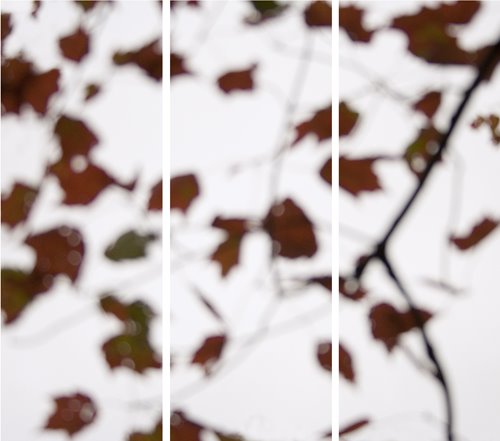 [Eisenberg_MapleFloatRed_el.jpg]