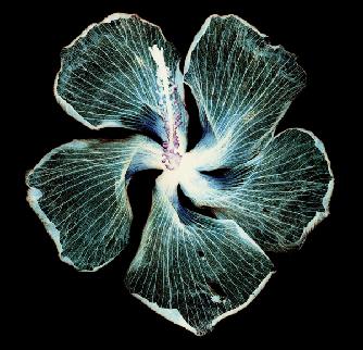 [334_FlowerH.jpg]