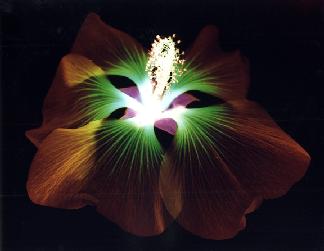 [324_BreweryFlower2.jpg]