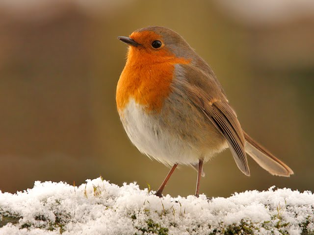 john clare weblog the robin john clare weblog the robin