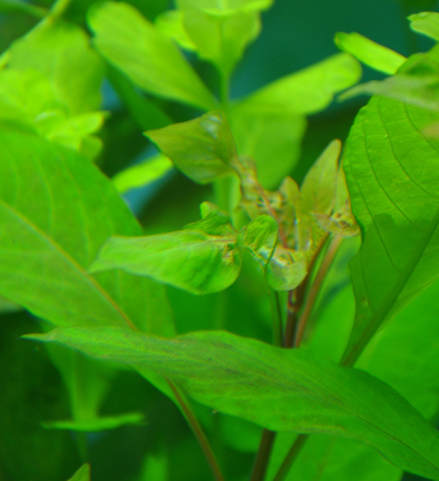 Nuotrauka