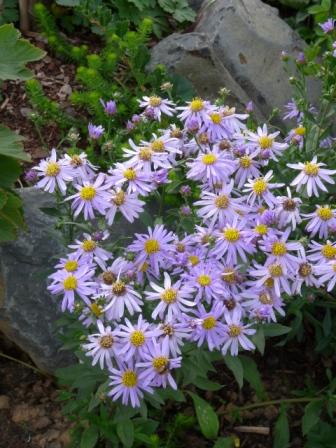 [2aster_amellus_danzig_0809.JPG]