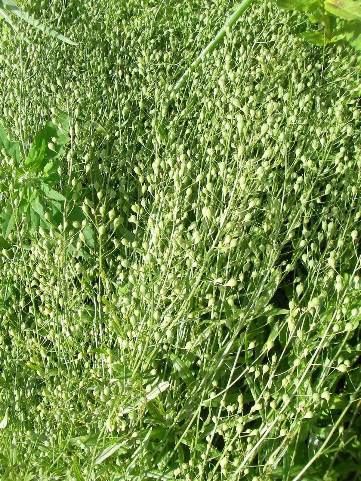 Brown Envelope Seeds Camelina