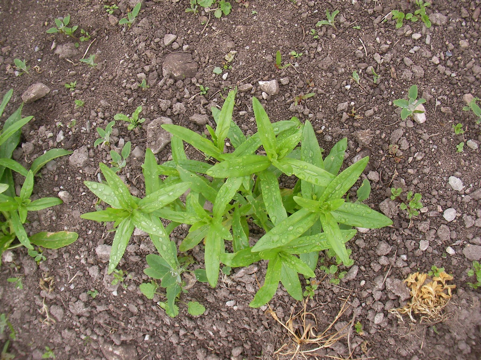 Brown Envelope Seeds Camelina