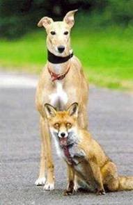 [com+cachorro.bmp]