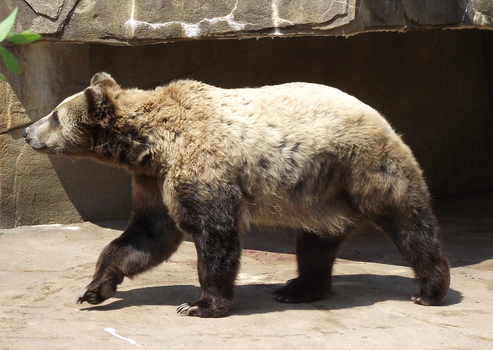 Grizzly bear at San Antonio Texas zoo dangerous animal mean Stock Photo -  Alamy