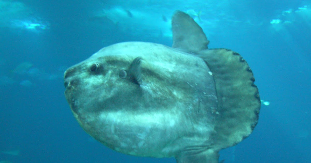 Animal A Day!: Mola Mola