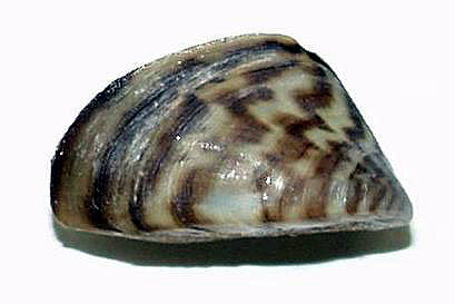 Zebra Mussel