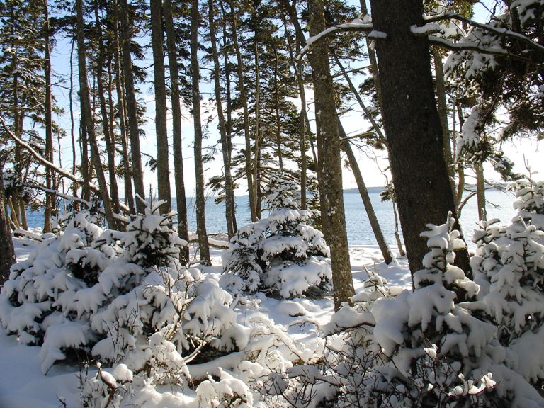 [SnowTrees+Ocean.jpg]
