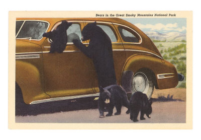 [TN-00187-C~Bears-at-Car-Great-Smoky-Mountains-Posters.jpg]