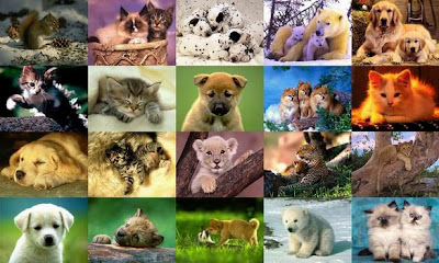 Every Animal