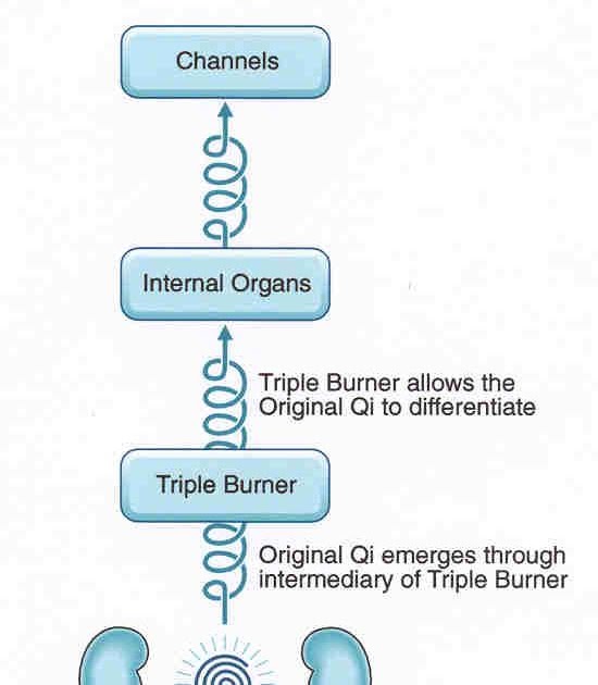 Maciocia Online TRIPLE BURNER AND YUAN QI BL22 and Ren5