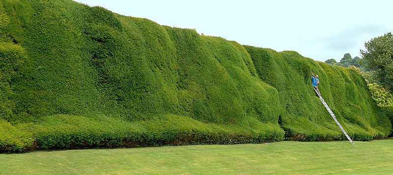 hedge yew