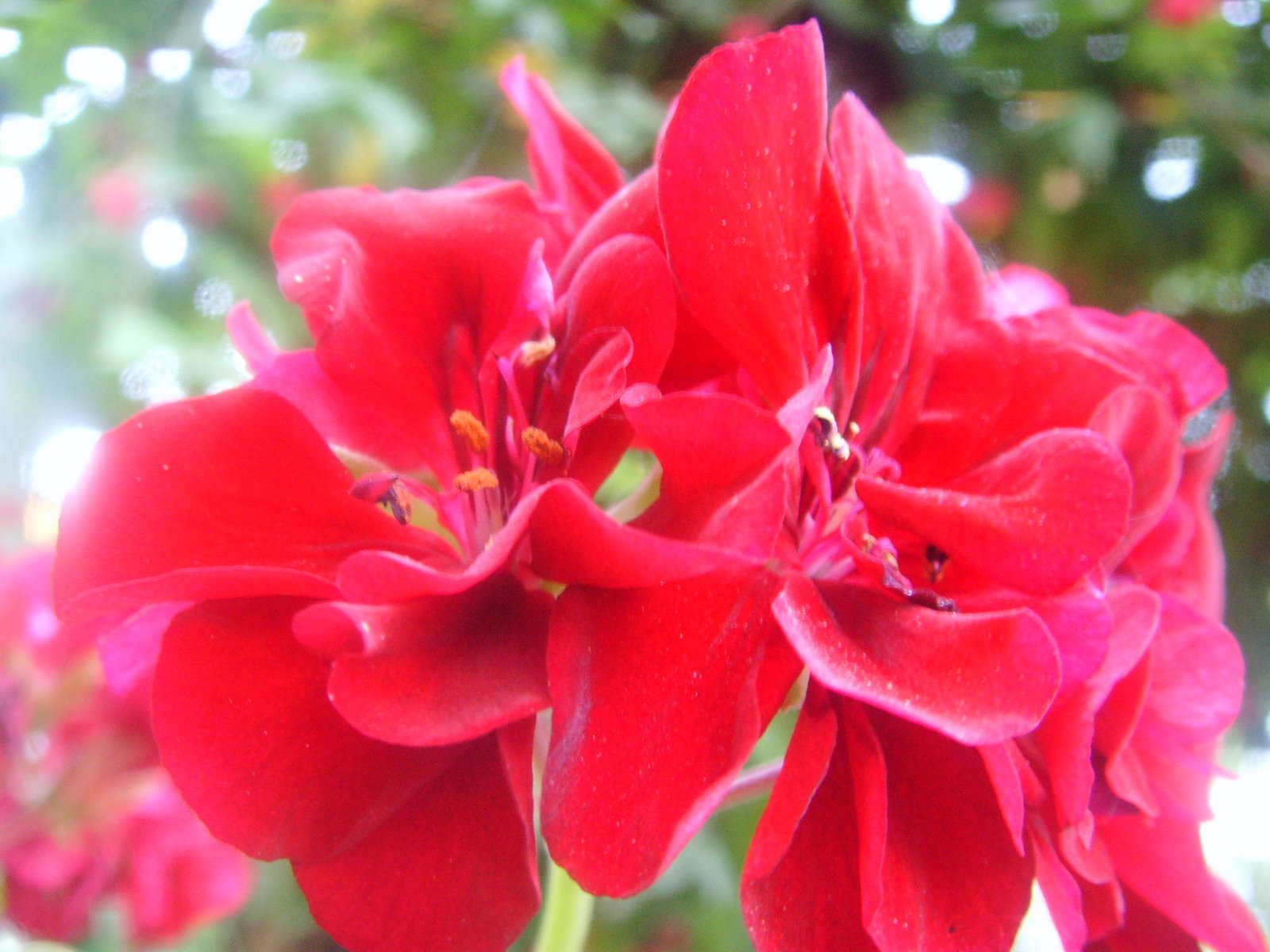 [20090601_Jardim+(18).JPG]