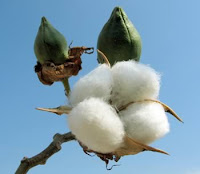 http://4.bp.blogspot.com/_9rIOUL9jULc/R4BLAUv8JVI/AAAAAAAAAD8/NRgM_PrR2rA/s200/cotton-plant.jpg