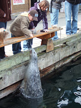 Feeding the seals in Victoria harbour