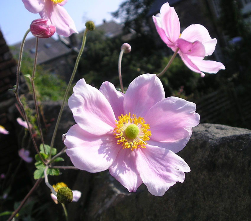 [anemone.jpg]