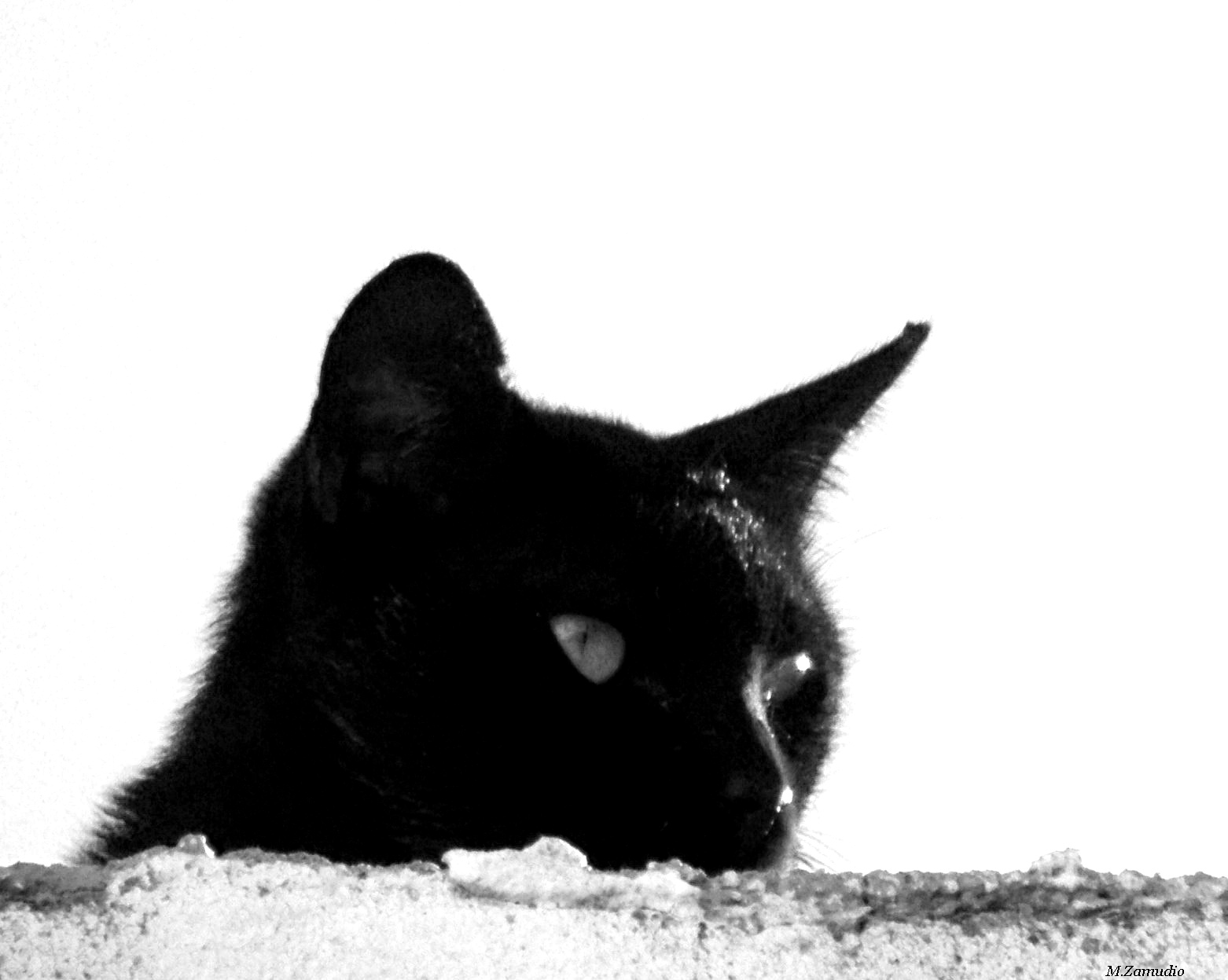 [gato+negro.jpg]